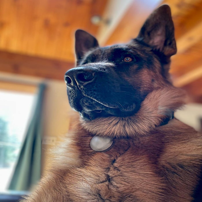 Bronco Blu</br> Resident guard dog and butterfly catcher.  photo